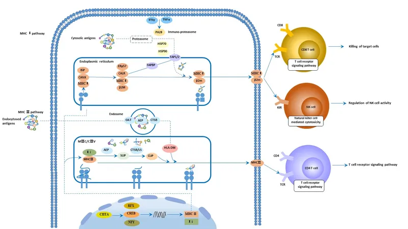 MHC Class I and II Antigen Processing and Presentation