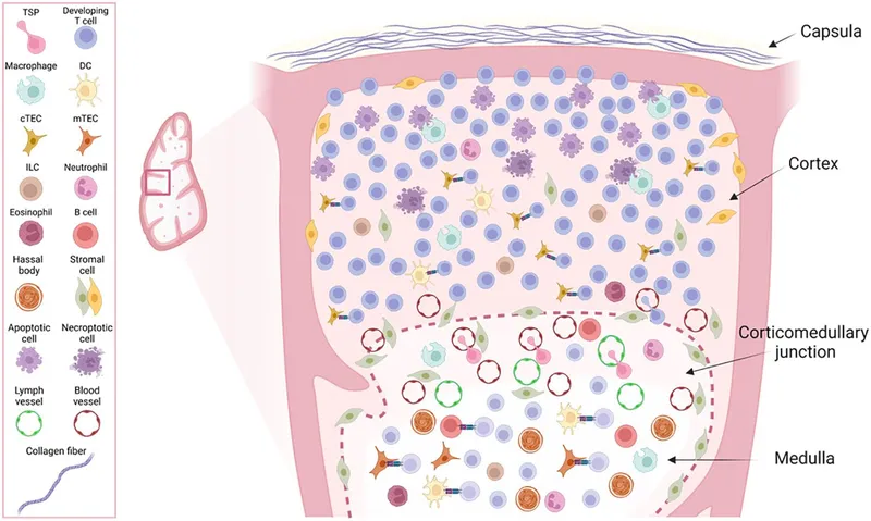 Thymus anatomy and cell types