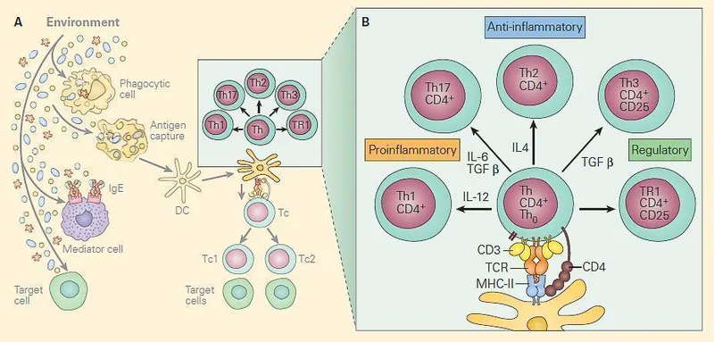 T-cell subsets and their roles in immune responses