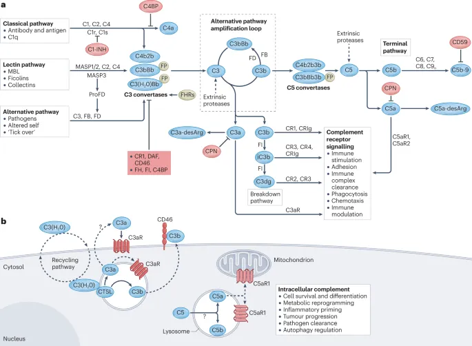 Complement System: Pathways, Regulation, Functions