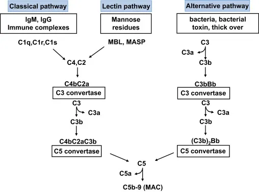 Complement System Activation Pathways