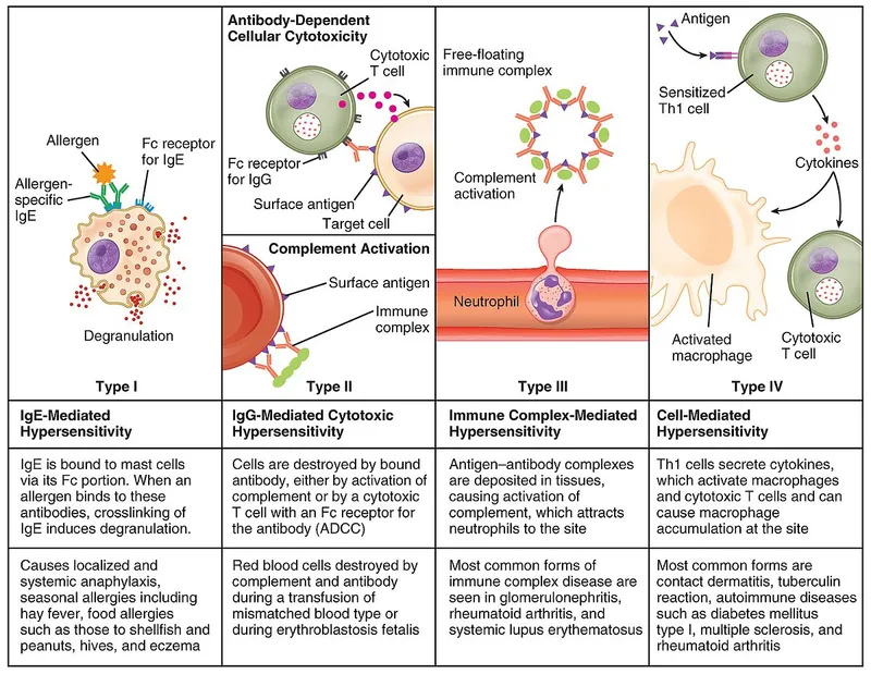 Coombs and Gell Hypersensitivity Classification