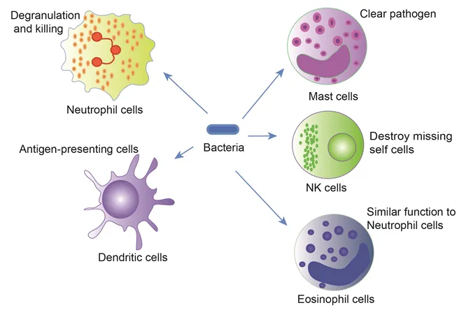 Innate immune cells and functions against bacteria