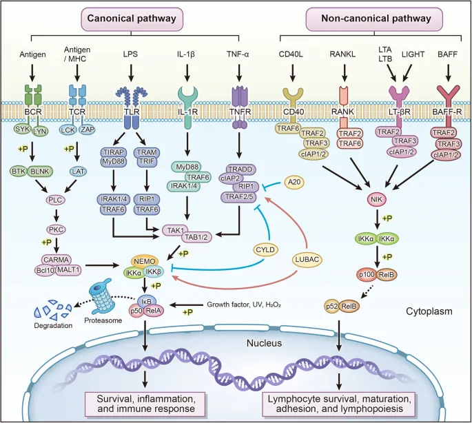 NF-kB and IRF signaling pathways