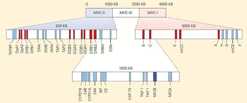 MHC gene complex on chromosome 6 showing Class I, II, III