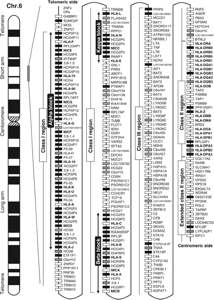 HLA gene map on human Chromosome 6