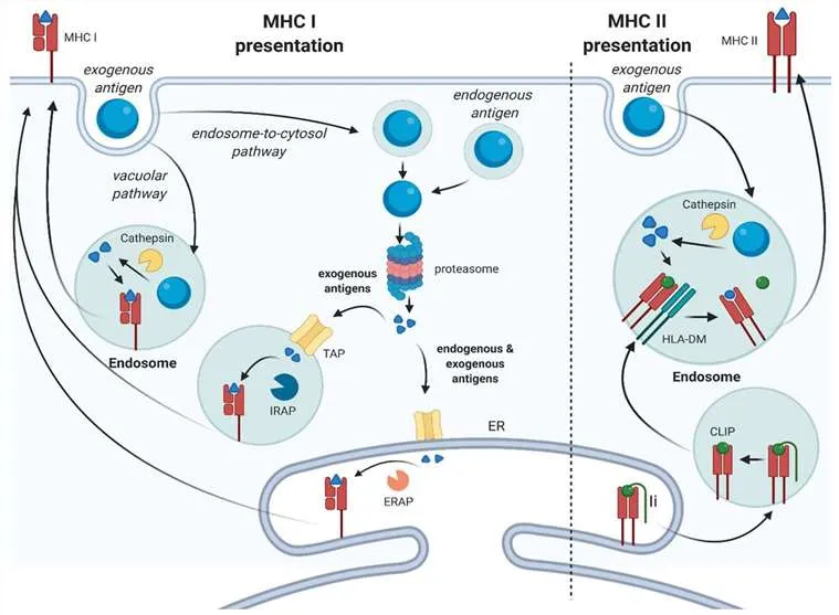 MHC Class I and II Antigen Presentation Pathways