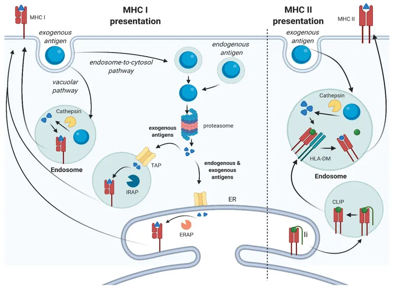 MHC I and MHC II Antigen Presentation Pathways