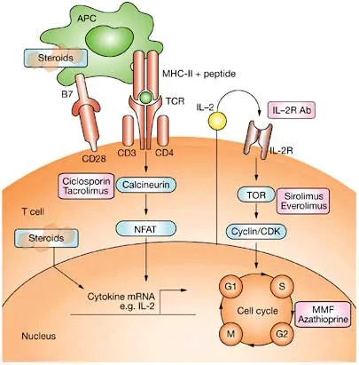 Immunosuppressant mechanisms in transplantation