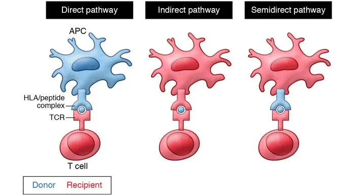 Pathways of allorecognition