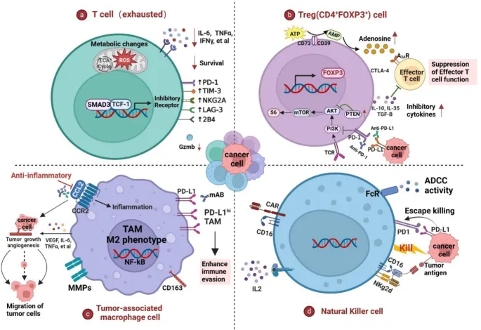 Tumor Immune Evasion Mechanisms