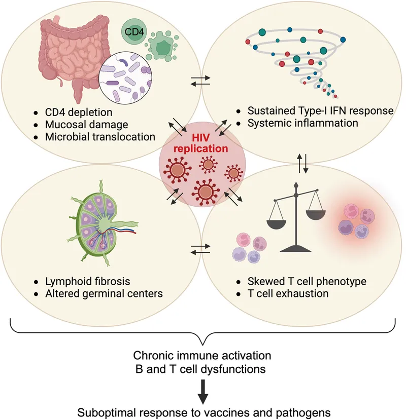 HIV replication and immune dysfunction