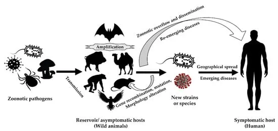 Zoonotic disease transmission cycle diagram