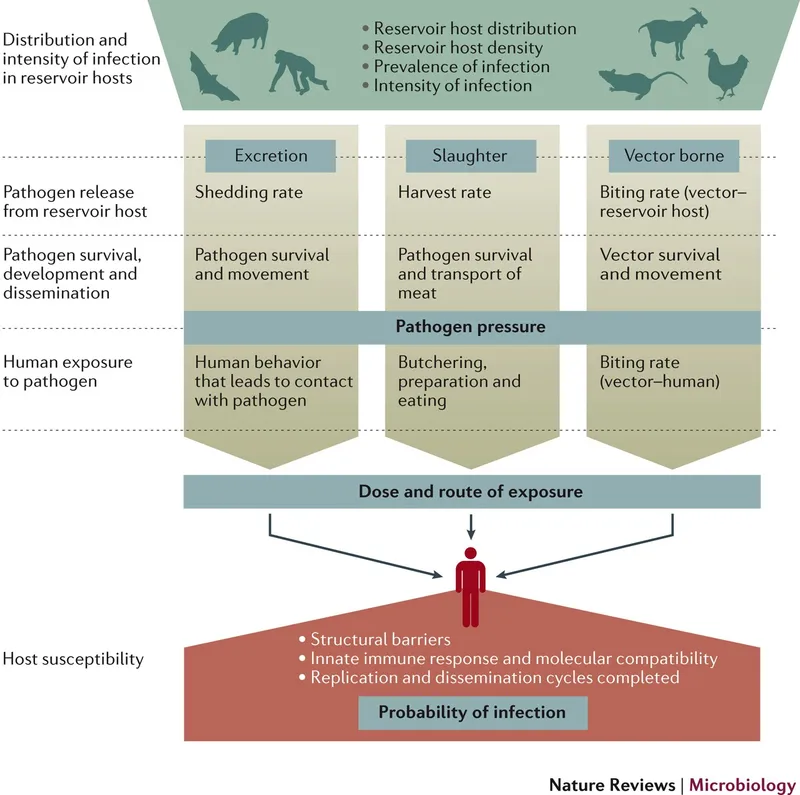 Zoonotic infection transmission pathways