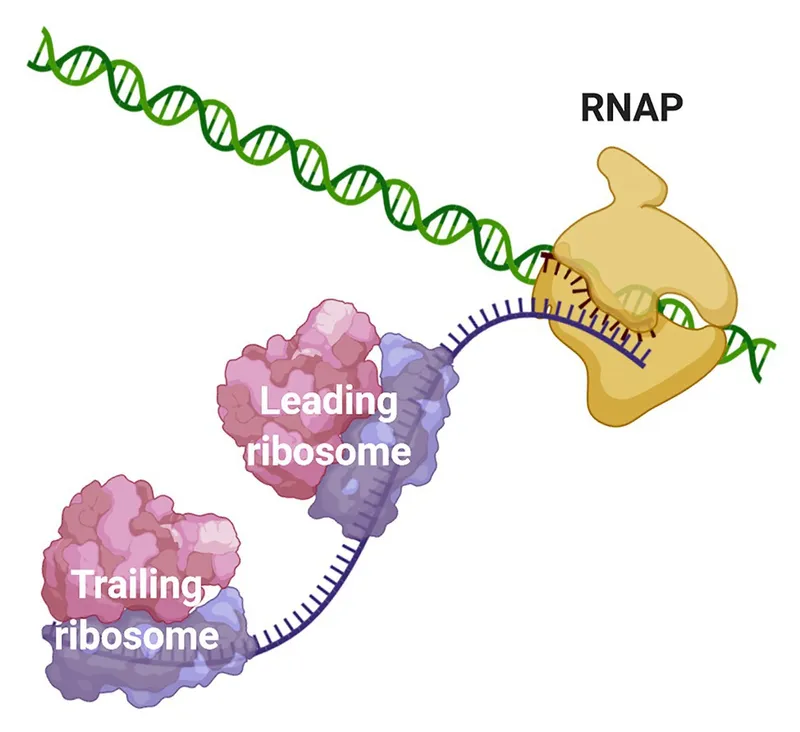 Coupled transcription and translation in bacteria