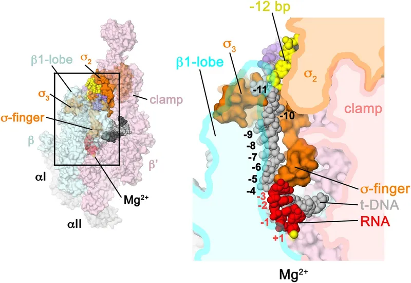 Bacterial RNA Polymerase & Promoter Binding