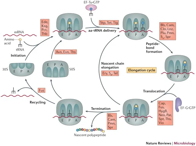 Bacterial Ribosome Translation Cycle & Antibiotic Targets