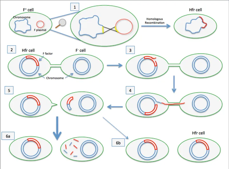 Bacterial Conjugation Mechanisms