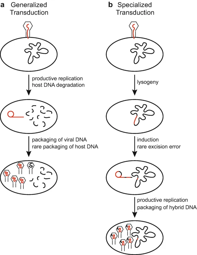 Generalized vs Specialized Transduction