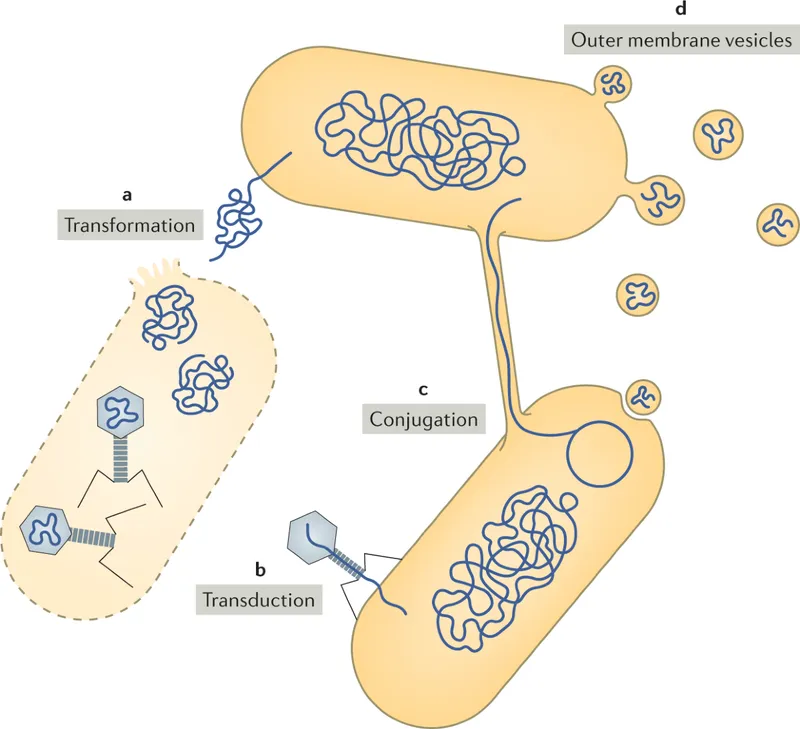 Bacterial Genetic Recombination Mechanisms