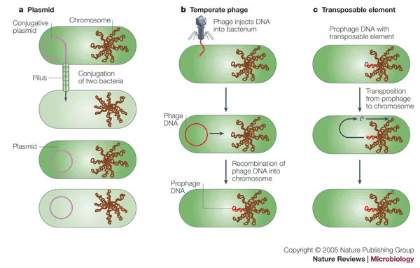 Bacterial Genetic Recombination: Plasmid, Phage, Transposon