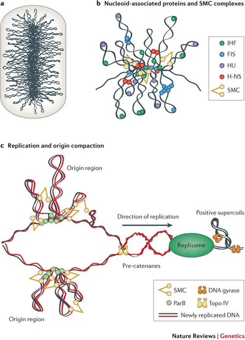 Bacterial Nucleoid Organization and Replication
