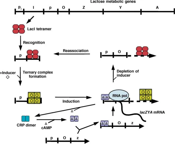 Lac operon induction mechanism