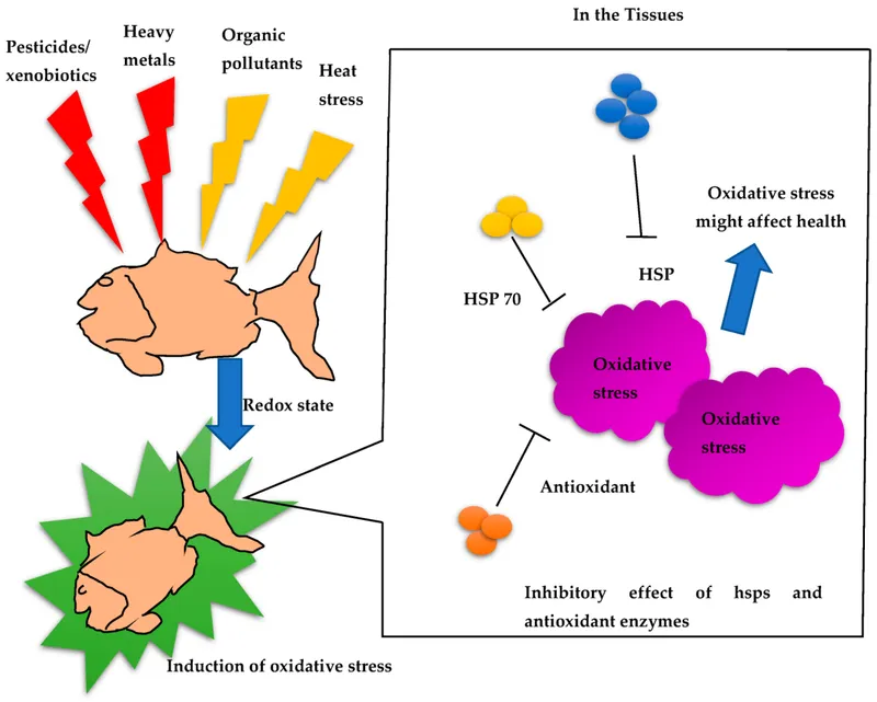 Oxidative stress response in fish