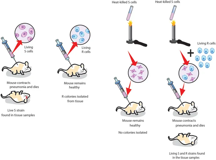 Griffith's experiment: bacterial transformation