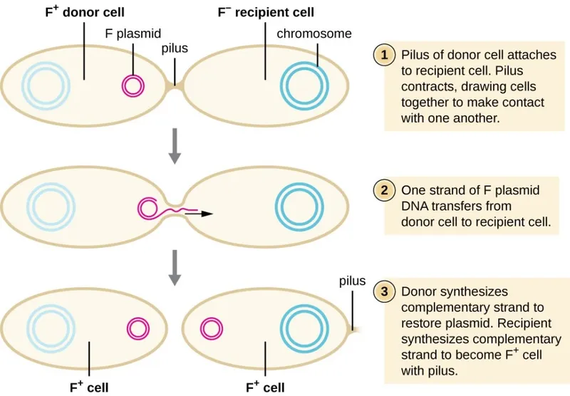 Bacterial Conjugation Diagram