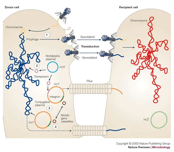 Horizontal gene transfer mechanisms in bacteria