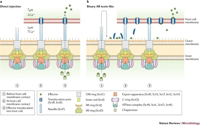 Bacterial Secretion Systems and Toxin Delivery