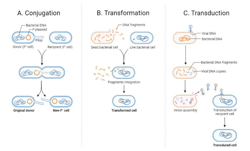 Bacterial Horizontal Gene Transfer Mechanisms