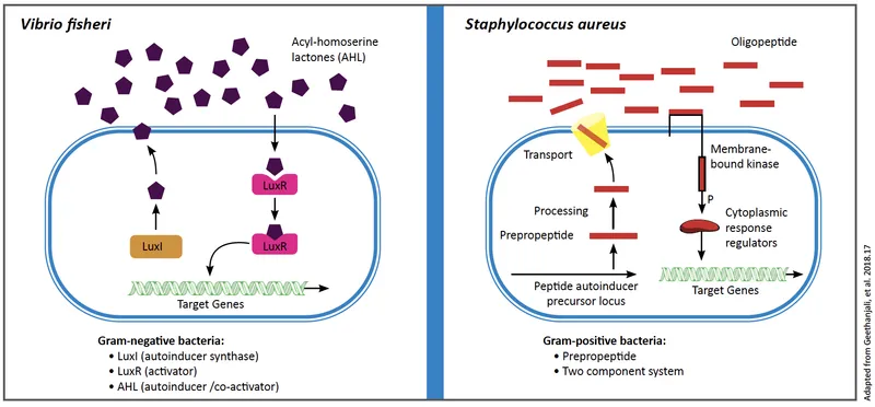 Bacterial Quorum Sensing and Two-Component Systems
