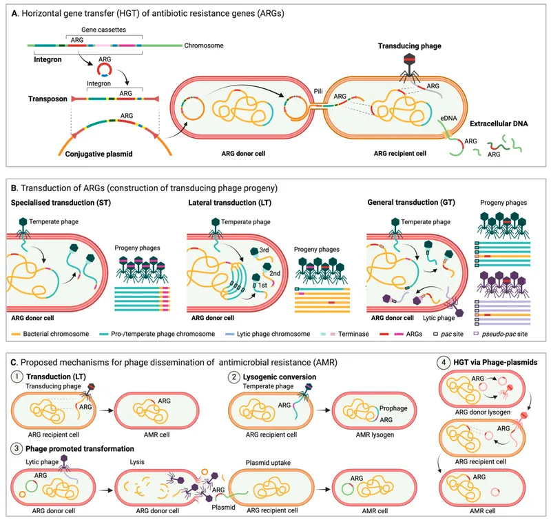 Mechanisms of horizontal gene transfer of ARGs