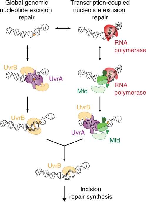 Nucleotide Excision Repair Pathways