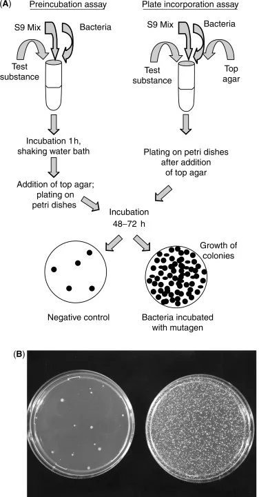 Ames test diagram and results