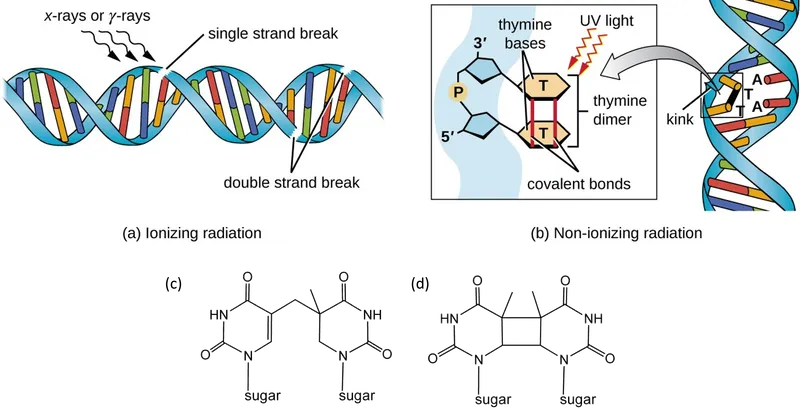 DNA damage by ionizing and non-ionizing radiation
