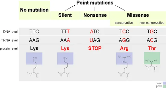 Point Mutations: Silent, Nonsense, Missense