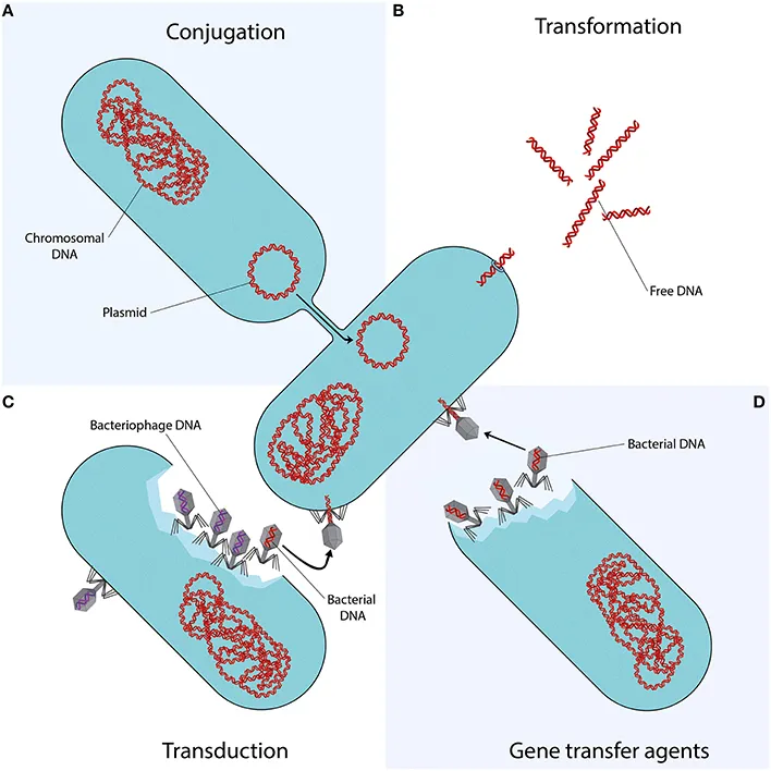 Bacterial Gene Transfer Mechanisms