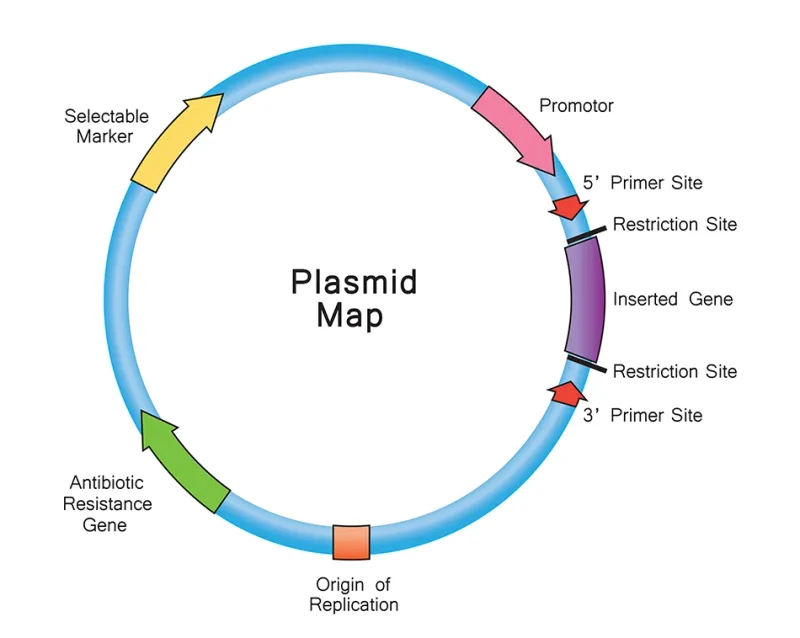 Plasmid map with key genetic elements
