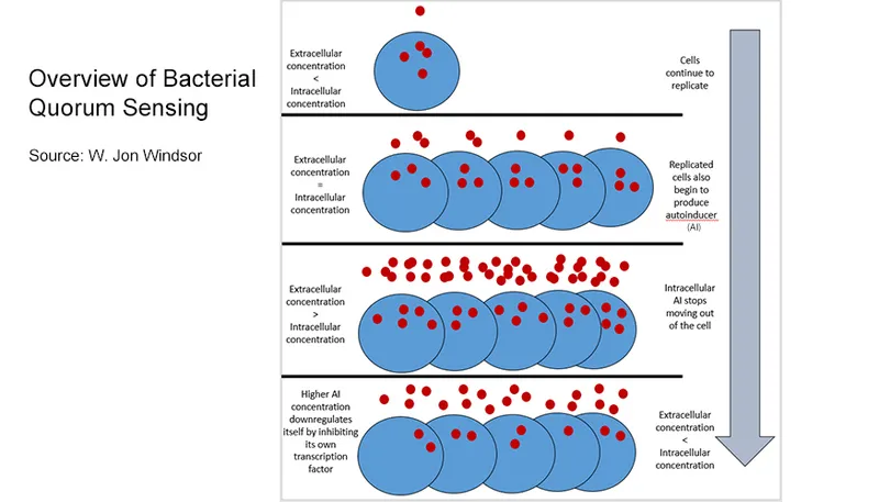 Bacterial Quorum Sensing Overview