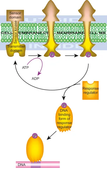 Bacterial Two-Component Regulatory System