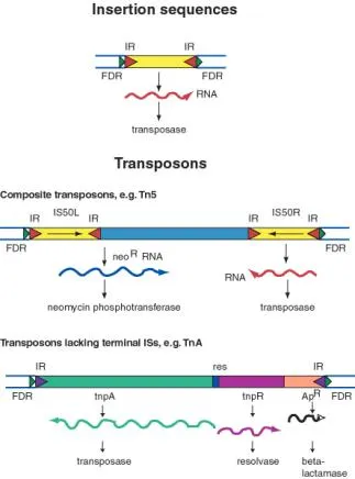 Insertion sequences and transposons structure