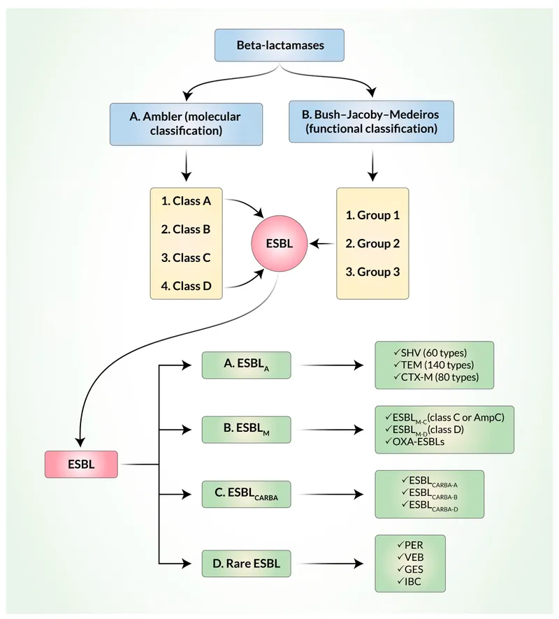 Beta-lactamase Classification and ESBL Types