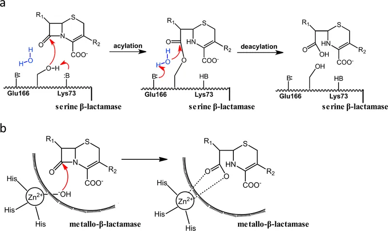 Beta-lactamase mechanisms: Serine and Metallo-beta-lactamase
