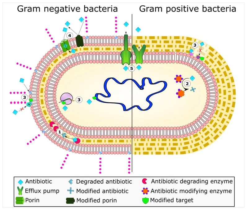 Bacterial antibiotic resistance mechanisms