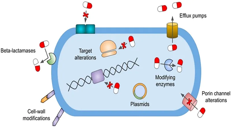 Gram-negative bacterial resistance mechanisms