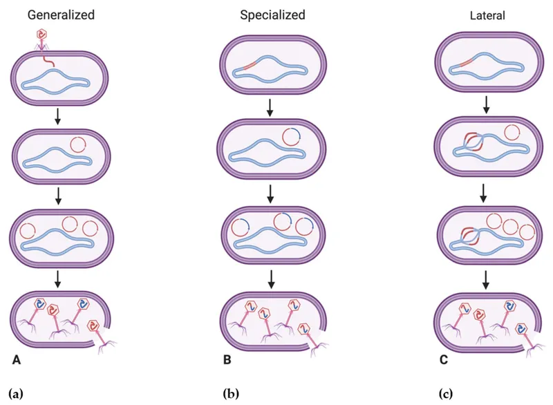 Generalized, Specialized, and Lateral Transduction