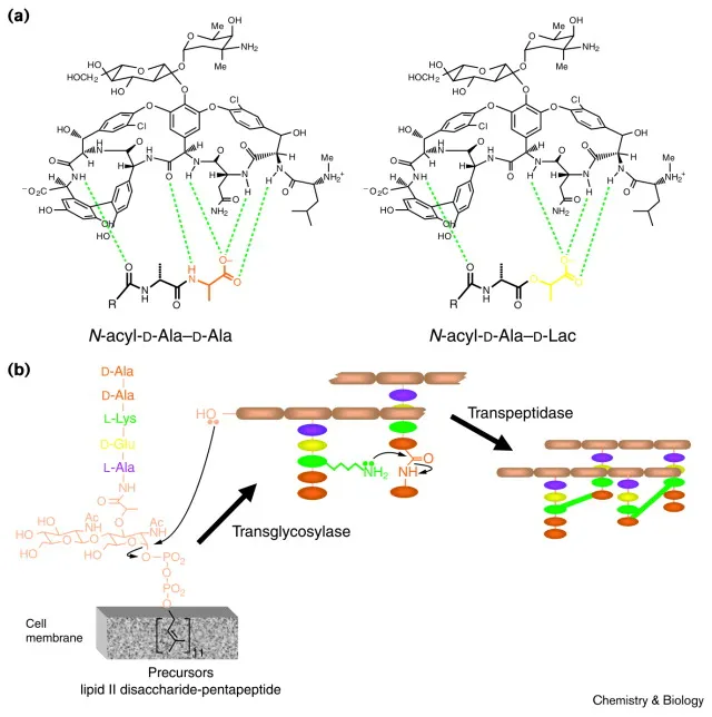 Vancomycin binding and peptidoglycan synthesis
